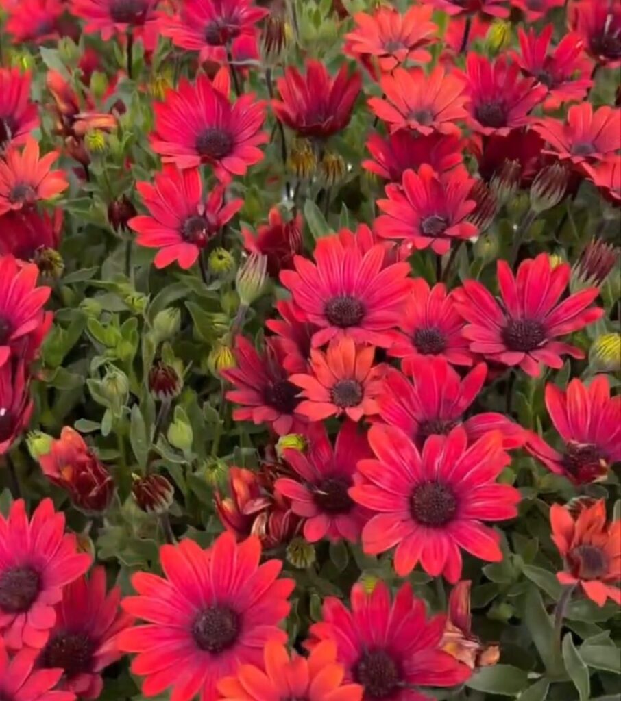 WhatsApp Image 2026-03-22 1