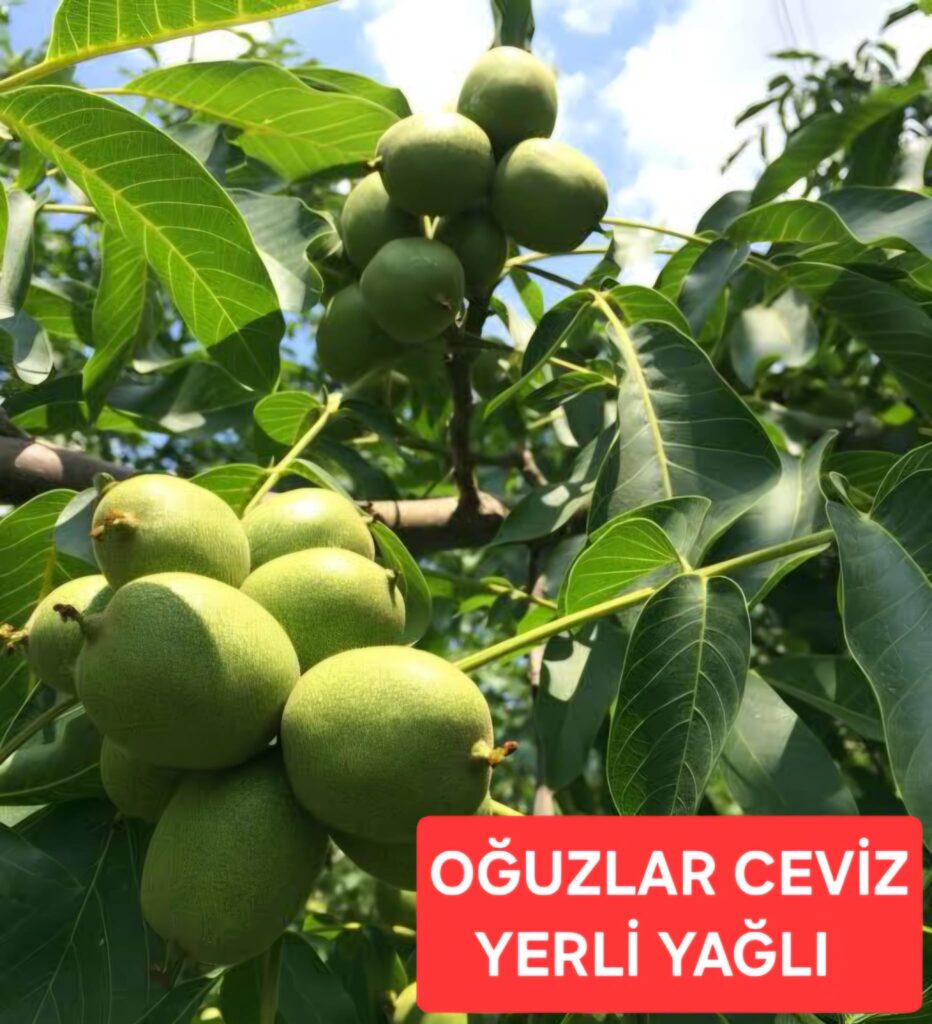 WhatsApp Image 2026-03-22 a84 - Kopya