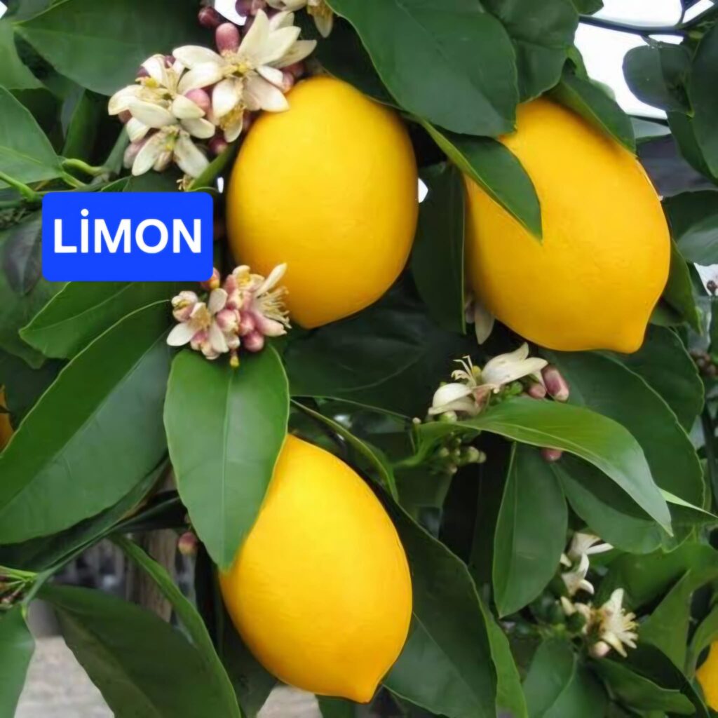 WhatsApp Image 2026-03-22 at 32 - Kopya