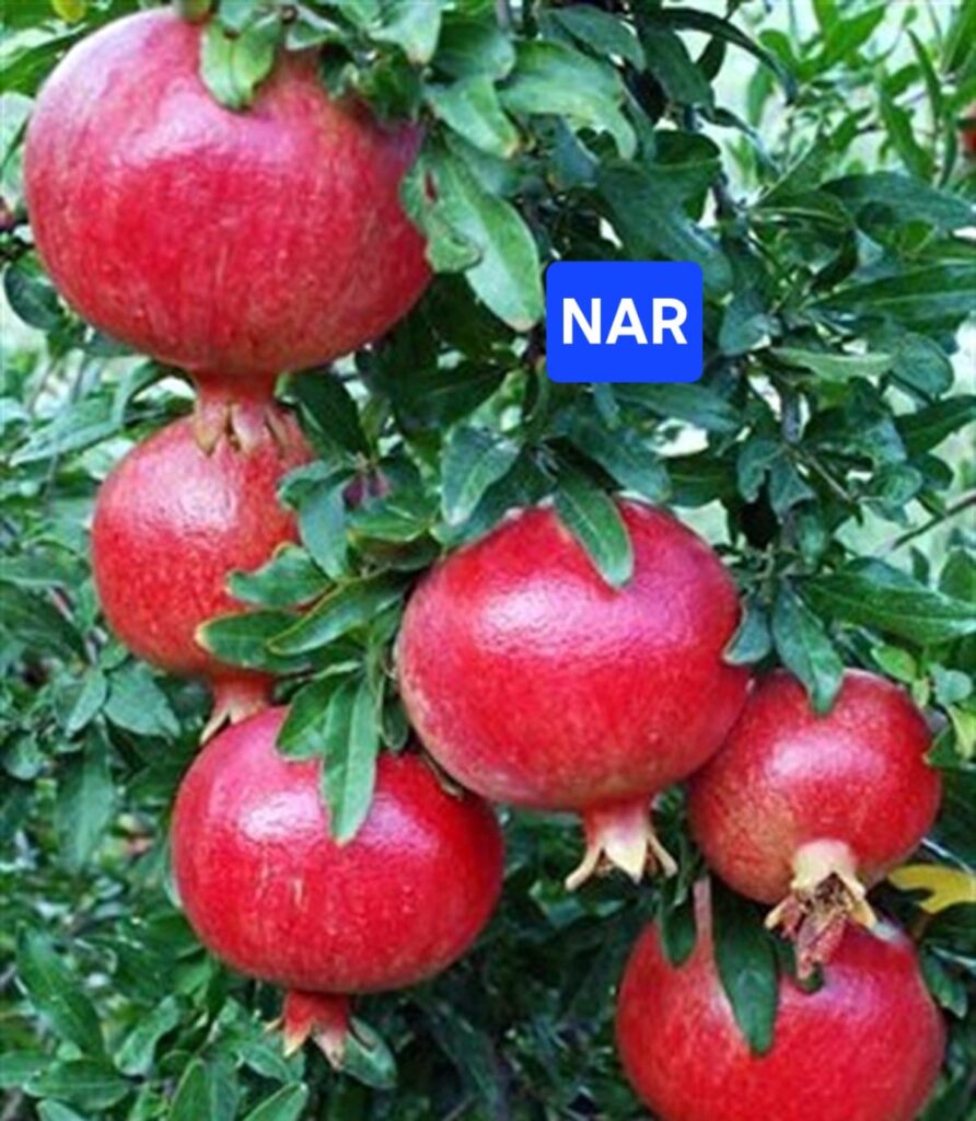 WhatsApp Image 2026-03-22 at 92