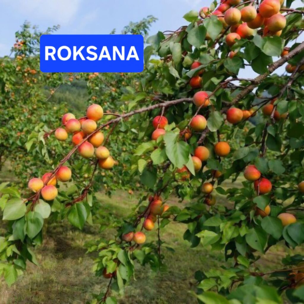 WhatsApp Image 2026-03-22 at14