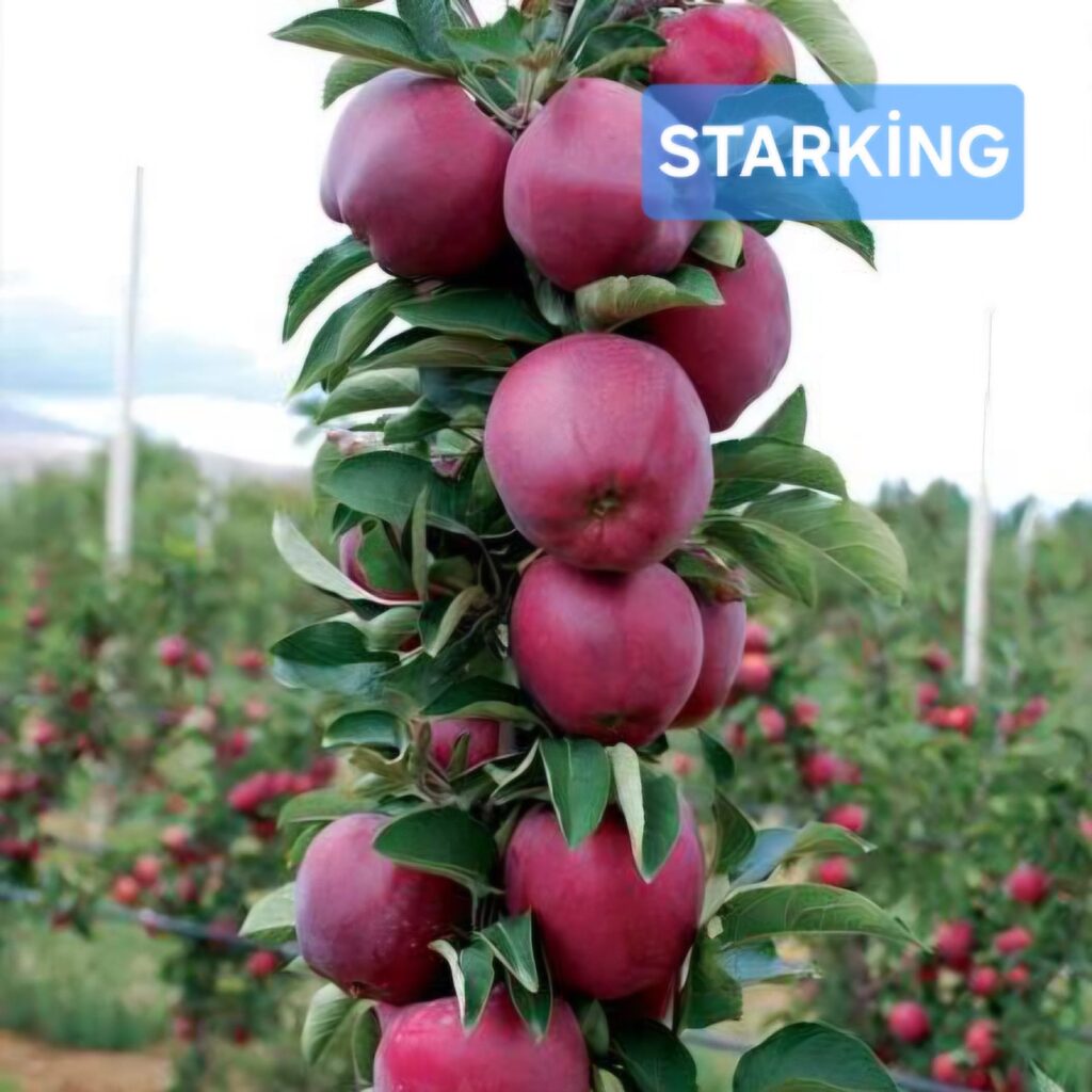 WhatsApp Image 2026-03-22 at83