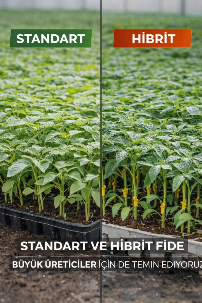 standart ve hibrit fideler